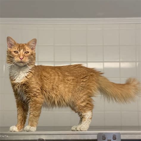 nci1077-calvin-male-young-orange-tabby-longhair-cat-adk | Animal League