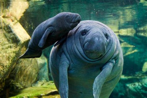 Interesting Facts About Manatees