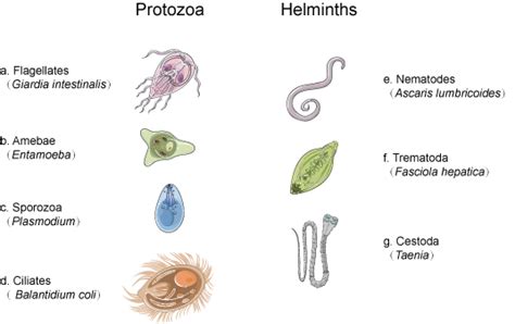 Parasitic Antigens - Creative Diagnostics