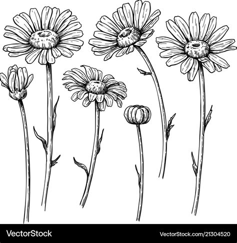 Daisy flower drawing hand drawn engraved Vector Image