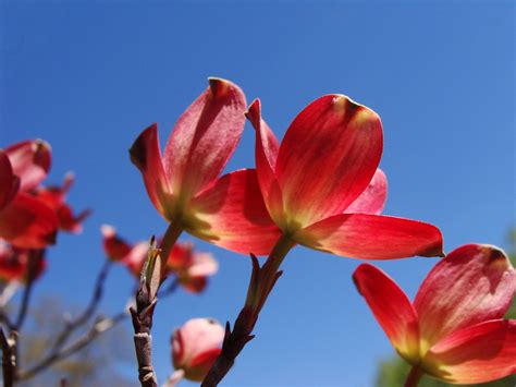 pink dogwood bracts against blue sky | Dogwood, Cornus flori… | Flickr