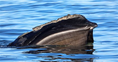 North Atlantic right whale numbers reinforce conservation needs