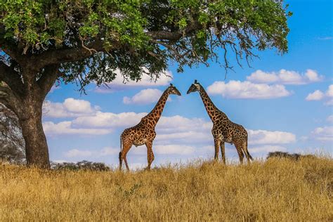 50 Fascinating Facts About Giraffes - Green Global Travel