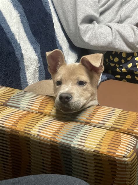 Carolina Dog Puppies For Sale | Prescott, AZ #414341