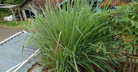 How To Grow and Care For Citronella Grass Plants