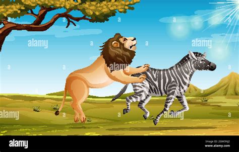 Male Lion Hunting Zebra