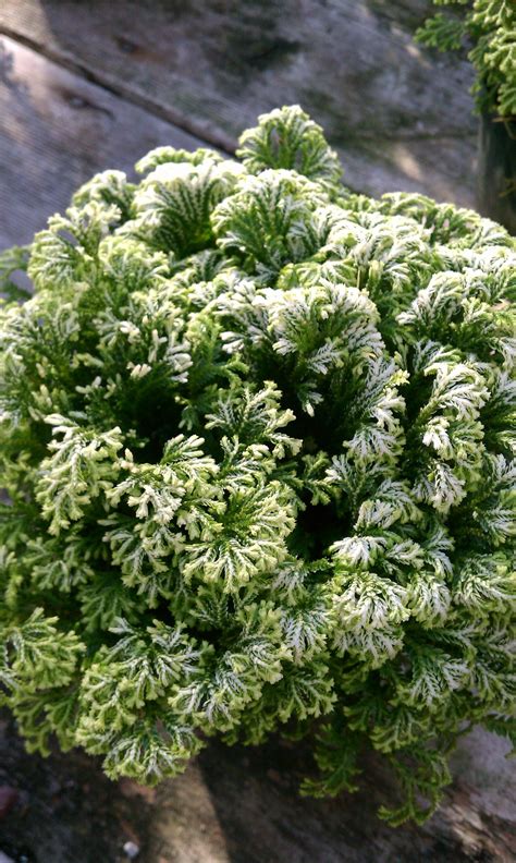 Frosty Fern Cool Plants, Potted Plants, Frosty Fern, Ferns Garden, Fern ...