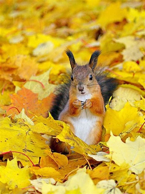 autumn, fall, leaves, squirrel - image #3389003 by loren@ on Favim.com