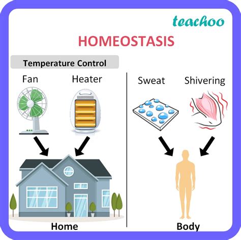 Easy Way To Explain Homeostasis