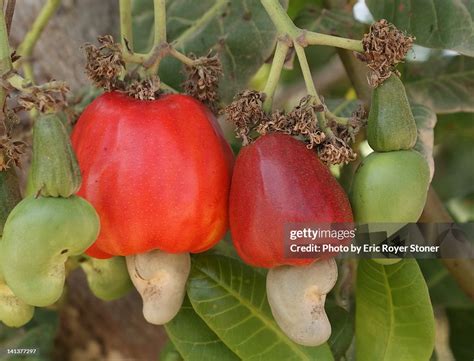 Cashew Apple High-Res Stock Photo - Getty Images