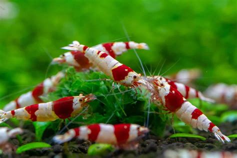 Crystal Red Shrimp (Caridina Cantonensis Var. 'Crystal Red') Care Sheet - WZaquarium