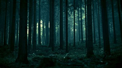 Dark Forest HD Wallpaper | 1920x1080 | ID:23150 - WallpaperVortex.com | Dark forest, Forest ...