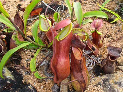 Nepenthes philippinensis