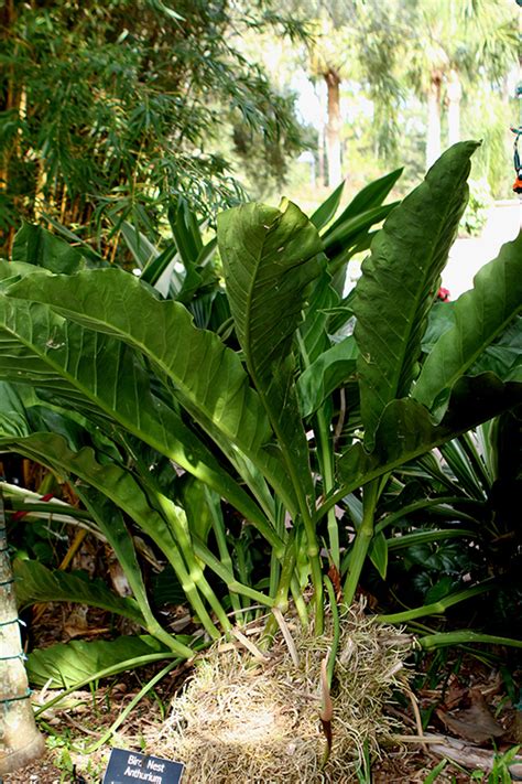 Birds Nest Anthurium (Anthurium superbum) in Vancouver Victoria Burnaby Penticton Coquitlam ...