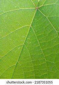 1,229 Pinnate Leaf Shape Images, Stock Photos & Vectors | Shutterstock