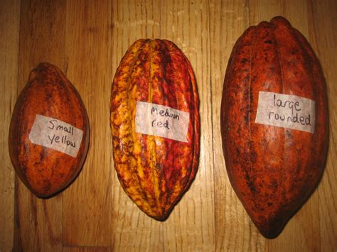 Where the Wild Greens Grow: Cocao Pods: Germinating Theobroma Cacao seeds.