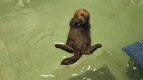 ADORABLE VIDEO: Baby sea otter learns to swim, groom, play at Shedd ...