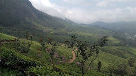 Kolukkumalai Tea Estate | Munnar - What to Expect | Timings | Tips ...