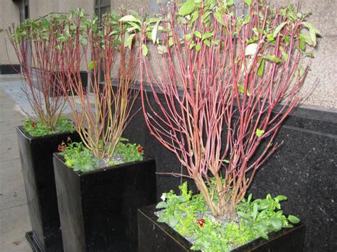 How to Grow and Care for Red Twig Dogwood | HGTV