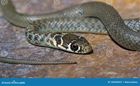 Young Green Whip Snake from Italy Stock Image - Image of green, animal: 102038357