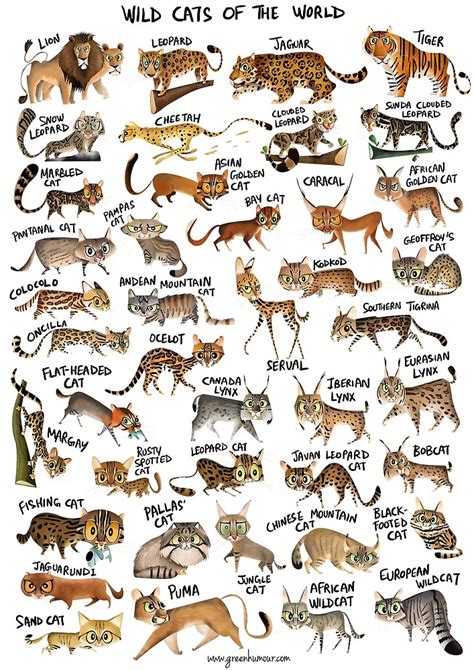 Wild Cats of the World Poster | Wild Cat Family