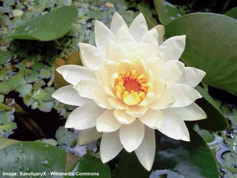 Rare Flowers That Are Absolutely Beautiful (With Pictures)