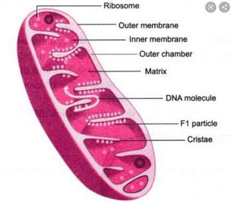 Mitochondrion Function