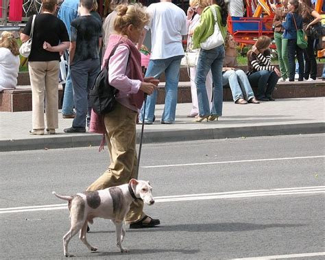 23 Best Dogs For Cities: Breeds That'll Thrive in Big Cities!