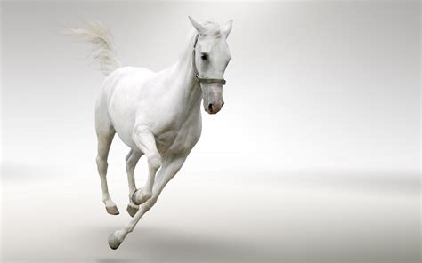 White Horse wallpaper | 2560x1600 | #75140