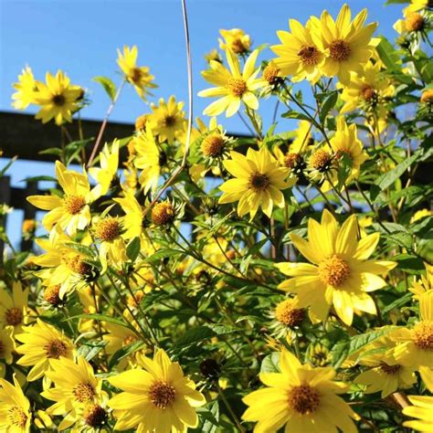 Helianthus 'Lemon Queen' (Perennial Sunflower)