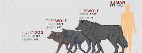 What is a direwolf? | Wolf Stuff