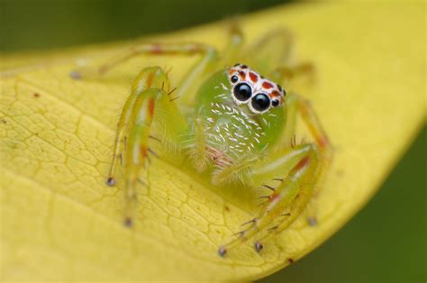 Green Jumping Spider (Mopsus mormon) | At 12 mm (female), th… | Flickr