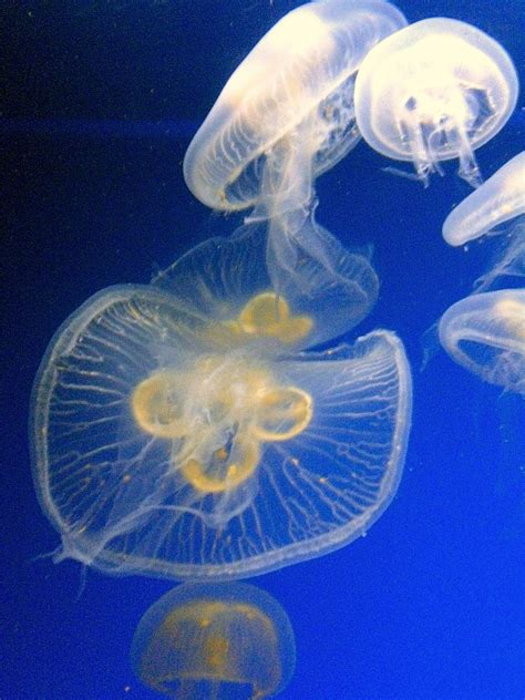 Jellyfish at the Singapore aquarium | Enjoy the silence, Singapore ...