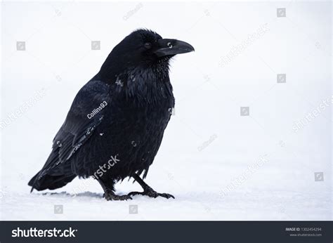 4,617 Raven on snow Images, Stock Photos & Vectors | Shutterstock