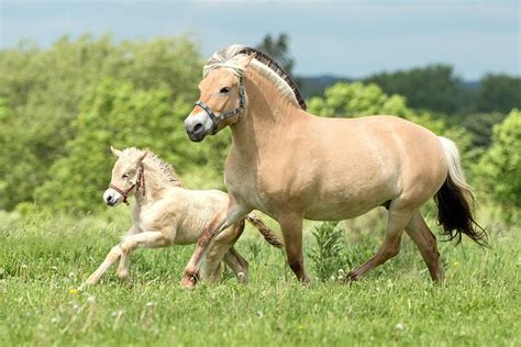 Fjord Horse: Info, Pictures, Temperament & Traits | Pet Keen