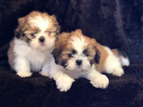 SHIH -TZU X Maltese puppies. (Maltshi) | in Hurlford, East Ayrshire | Gumtree