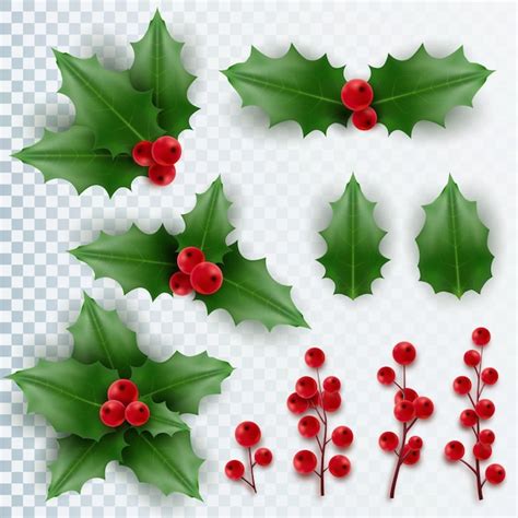 Premium Vector | Christmas holly with leaves and berries realistic ...