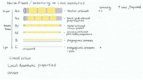 Local Anesthetics 2 - Sensitivity of Nerve Fibers - YouTube