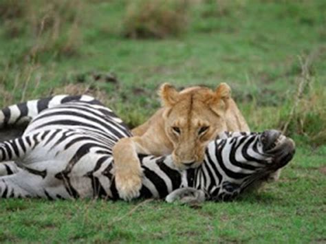 Lion Attacking Baby Zebra - Sanctuariesindia.com | Wildlife animals ...