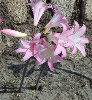 Seasonal Wild Flowers - Jersey Lily