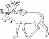 Moose coloring page  Animals Town Animal color Sheets Picture sketch template