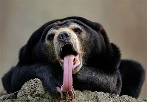 90+ Sun Bear Tongue Stock Photos, Pictures & Royalty-Free Images - iStock