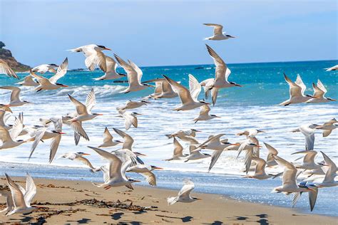 Cambria Beach Seagulls Flying Photograph by Javier Flores - Pixels