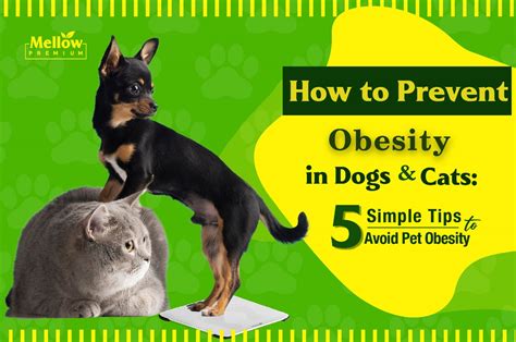 How to Prevent Obesity in Dogs and Cats: 5 Simple Tips to Avoid Pet Obesity - Mellow premium