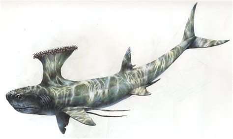 Strange Waters: October 9, 2010 : Stethacanthus (Extinct)