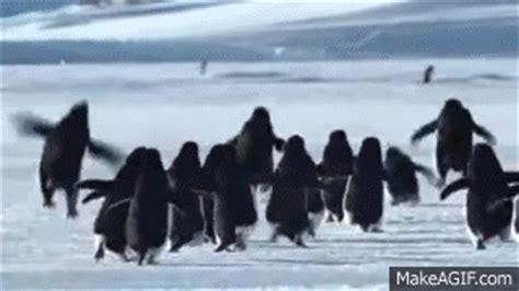 BBC April Fools - Flying Penguins on Make a GIF