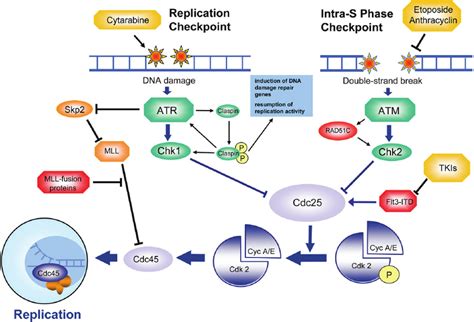 DNA replication during S-phase - therapeutic target and source of ...