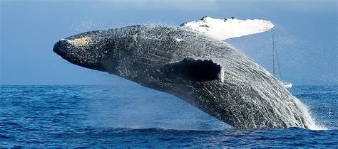 Whale Watch Tours - Napili Bay Vacation