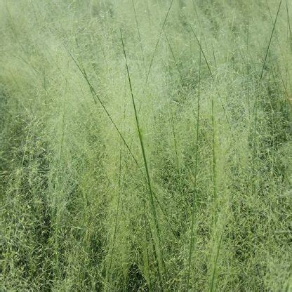 Muhlenbergia ‘White Cloud’ (Muhly Grass) - Cavano's Perennials