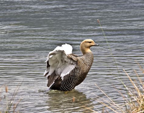 Upland Goose [female] | Great Bird Pics